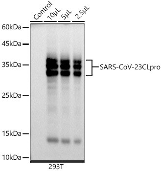 SARS-CoV-2 3CLpro Antibody in Western Blot (WB)