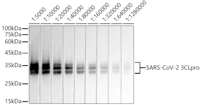 SARS-CoV-2 3CLpro Antibody in Western Blot (WB)