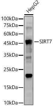 SIRT7 Antibody in Western Blot (WB)