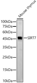 SIRT7 Antibody in Western Blot (WB)