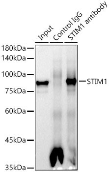 STIM1 Antibody in Immunoprecipitation (IP)