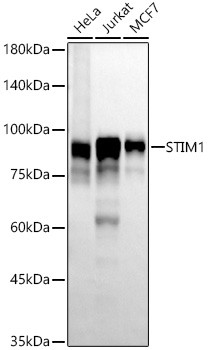 STIM1 Antibody in Western Blot (WB)