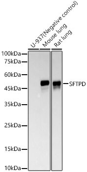 SFTPD Antibody in Western Blot (WB)