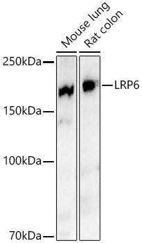 LRP6 Antibody in Western Blot (WB)