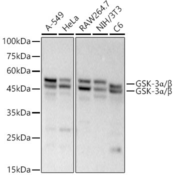 GSK3 alpha/beta Antibody in Western Blot (WB)