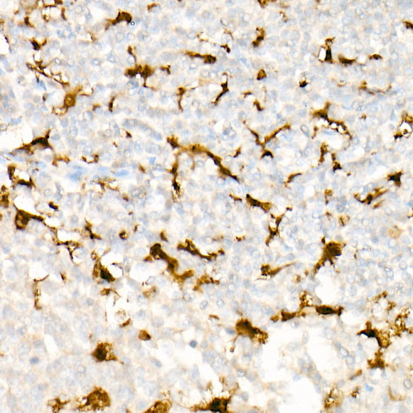 IL-18 Antibody in Immunohistochemistry (Paraffin) (IHC (P))