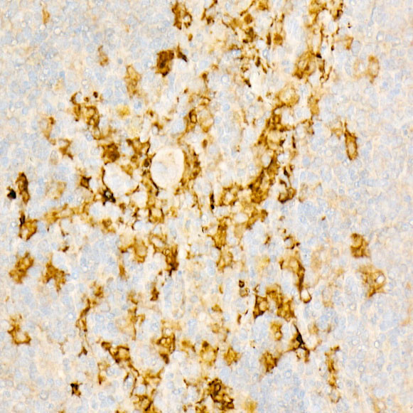 IL-18 Antibody in Immunohistochemistry (Paraffin) (IHC (P))