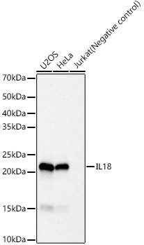 IL-18 Antibody in Western Blot (WB)