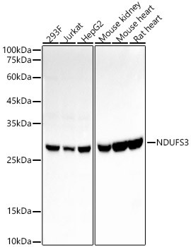 NDUFS3 Antibody in Western Blot (WB)