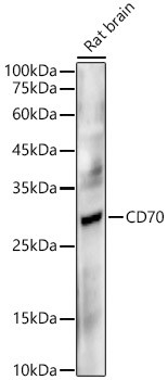 CD70 Antibody in Western Blot (WB)