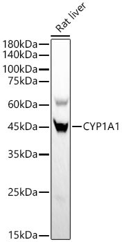 CYP1A1 Antibody in Western Blot (WB)