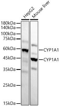 CYP1A1 Antibody in Western Blot (WB)