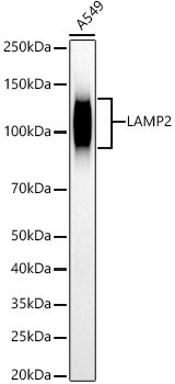 LAMP2 Antibody in Western Blot (WB)