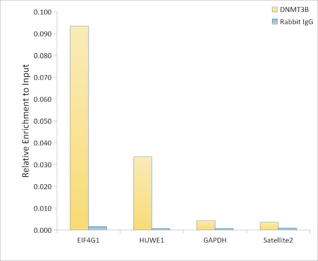 DNMT3B Antibody in ChIP Assay (ChIP)