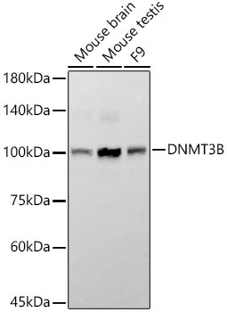 DNMT3B Antibody in Western Blot (WB)