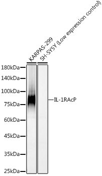 IL-1RAcP Antibody in Western Blot (WB)