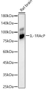 IL-1RAcP Antibody in Western Blot (WB)