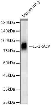 IL-1RAcP Antibody in Western Blot (WB)