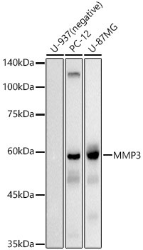 MMP3 Antibody in Western Blot (WB)