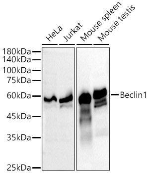 Beclin 1 Antibody in Western Blot (WB)