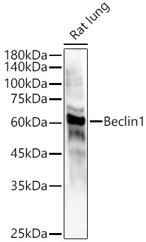 Beclin 1 Antibody in Western Blot (WB)