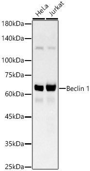 Beclin 1 Antibody in Western Blot (WB)