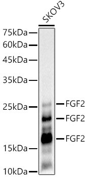 FGF2 Antibody in Western Blot (WB)