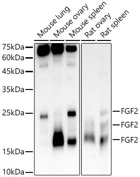 FGF2 Antibody in Western Blot (WB)