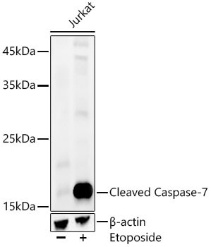 Caspase 7 (Cleaved Asp198) Antibody in Western Blot (WB)