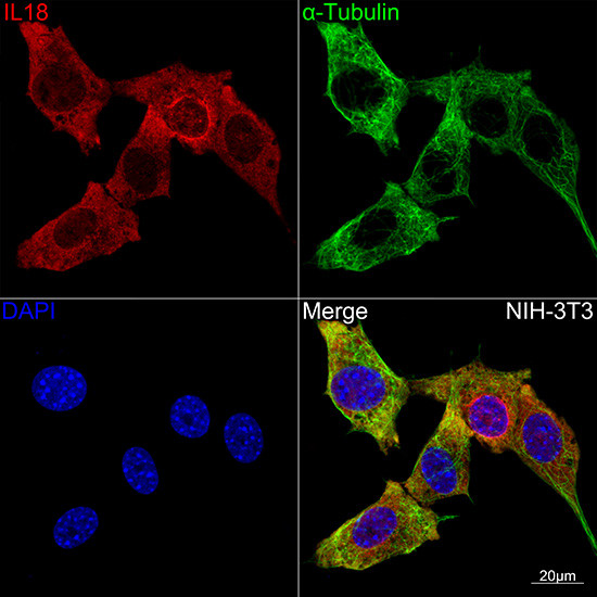 IL-18 Antibody in Immunocytochemistry (ICC/IF)