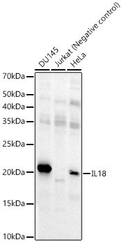 IL-18 Antibody in Western Blot (WB)