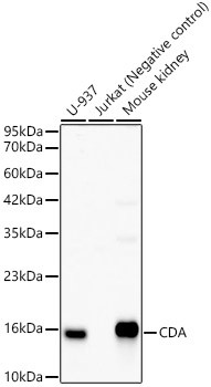 CDA Antibody in Western Blot (WB)