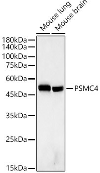 PSMC4 Antibody in Western Blot (WB)