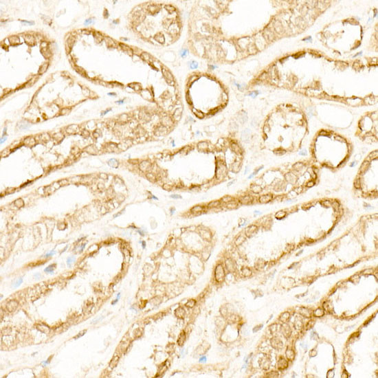 ATP6AP1 Antibody in Immunohistochemistry (Paraffin) (IHC (P))