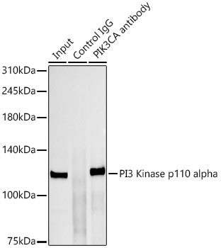 PIK3CA Antibody in Immunoprecipitation (IP)