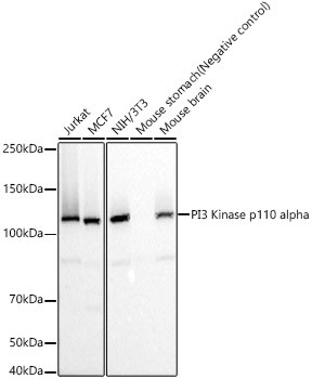 PIK3CA Antibody in Western Blot (WB)