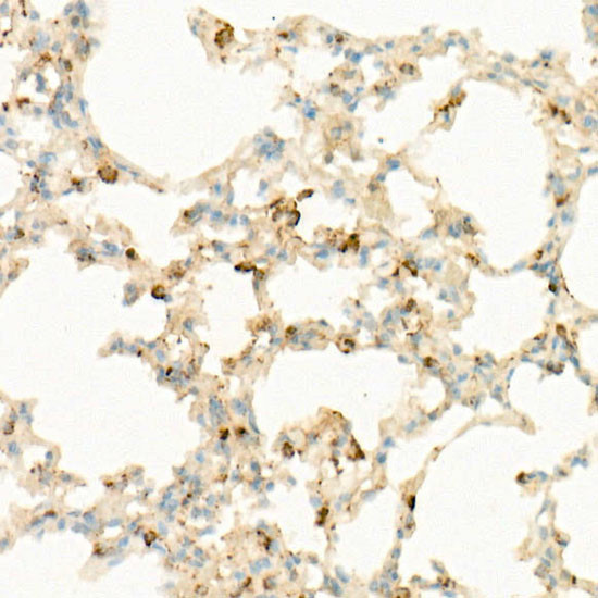 IL-7 Antibody in Immunohistochemistry (Paraffin) (IHC (P))