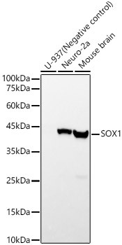 SOX1 Antibody in Western Blot (WB)