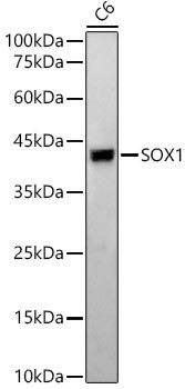 SOX1 Antibody in Western Blot (WB)