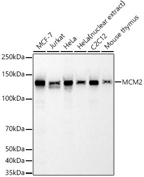 MCM2 Antibody in Western Blot (WB)