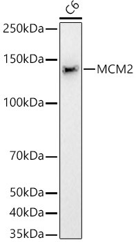 MCM2 Antibody in Western Blot (WB)