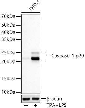 Caspase 1 p20 Antibody in Western Blot (WB)