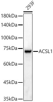 ACSL1 Antibody in Western Blot (WB)