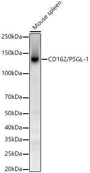 CD162 Antibody in Western Blot (WB)