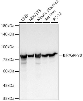 GRP78 Antibody in Western Blot (WB)