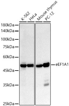 EEF1A1 Antibody in Western Blot (WB)