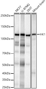 HK1 Antibody in Western Blot (WB)