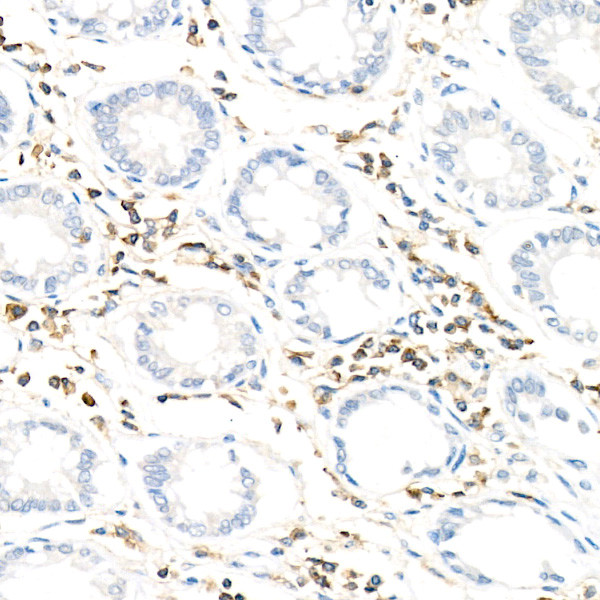 Ly-108 Antibody in Immunohistochemistry (Paraffin) (IHC (P))