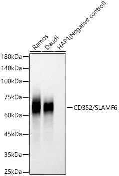 Ly-108 Antibody in Western Blot (WB)