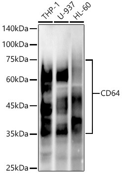 CD64 Antibody in Western Blot (WB)